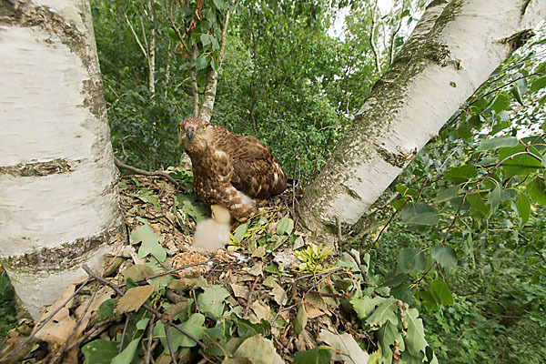 Wespenbussard (Pernis apivorus)