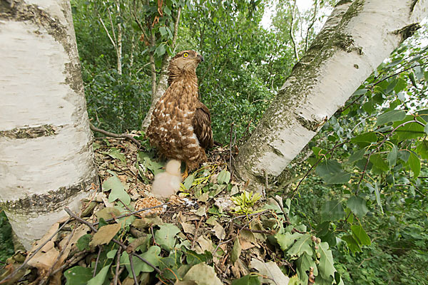 Wespenbussard (Pernis apivorus)