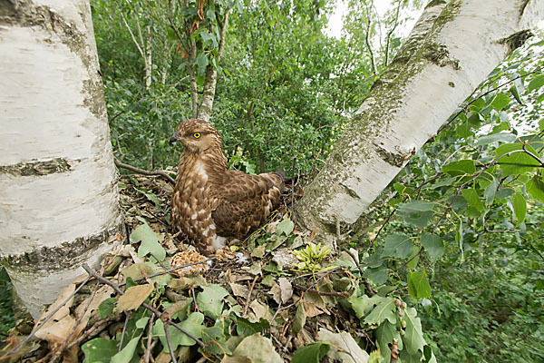 Wespenbussard (Pernis apivorus)