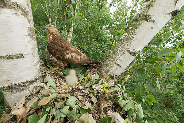 Wespenbussard (Pernis apivorus)