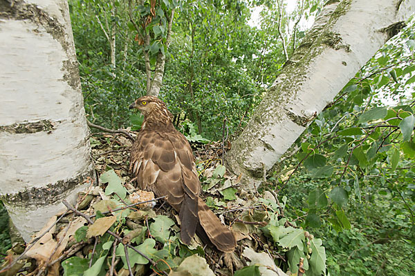 Wespenbussard (Pernis apivorus)