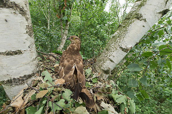 Wespenbussard (Pernis apivorus)