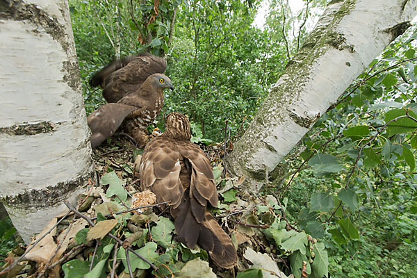 Wespenbussard (Pernis apivorus)