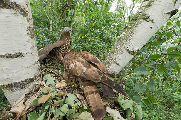 Wespenbussard (Pernis apivorus)