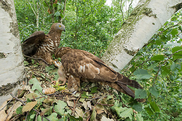 Wespenbussard (Pernis apivorus)