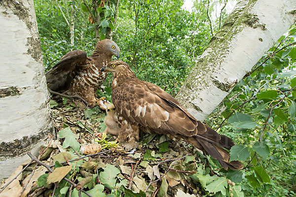 Wespenbussard (Pernis apivorus)