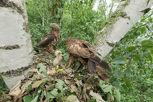 Wespenbussard (Pernis apivorus)