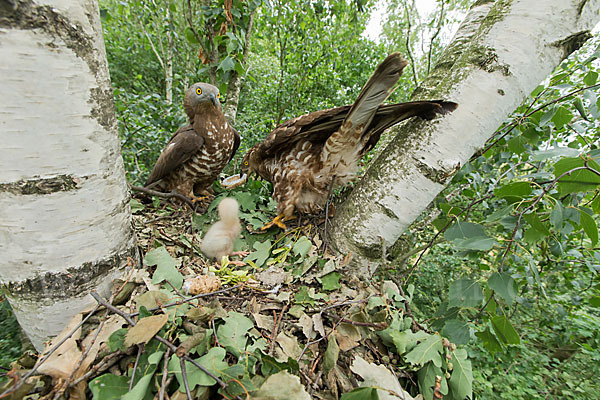 Wespenbussard (Pernis apivorus)