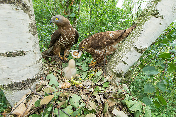 Wespenbussard (Pernis apivorus)