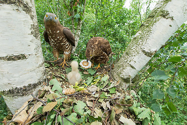 Wespenbussard (Pernis apivorus)