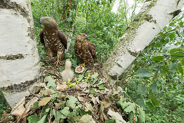 Wespenbussard (Pernis apivorus)