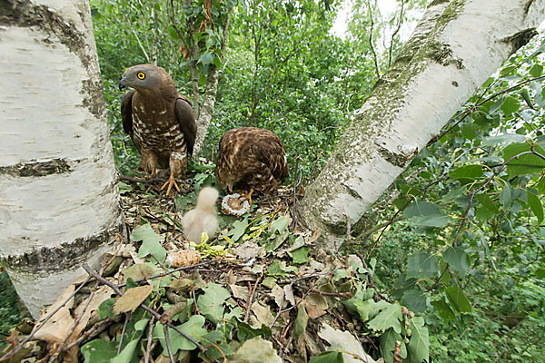 Wespenbussard (Pernis apivorus)