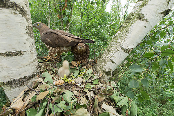 Wespenbussard (Pernis apivorus)