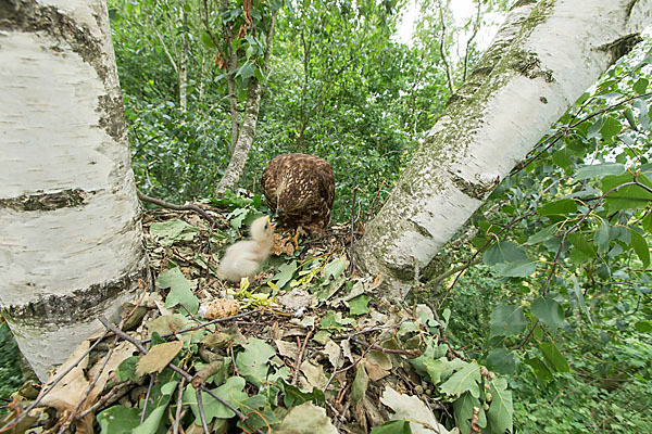 Wespenbussard (Pernis apivorus)