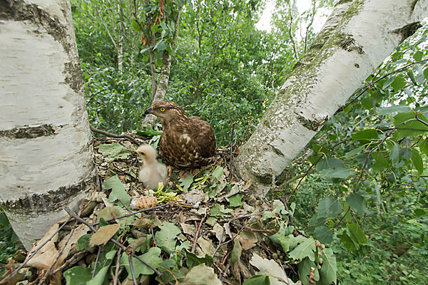 Wespenbussard (Pernis apivorus)