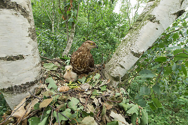 Wespenbussard (Pernis apivorus)