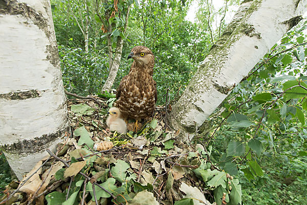 Wespenbussard (Pernis apivorus)