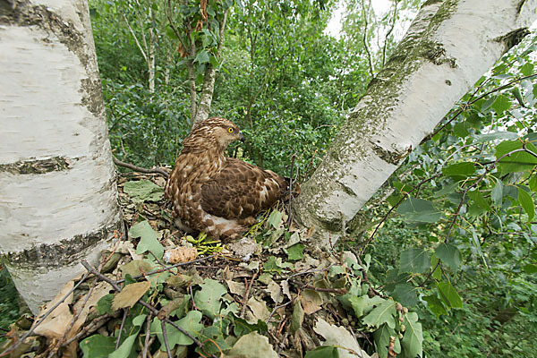 Wespenbussard (Pernis apivorus)