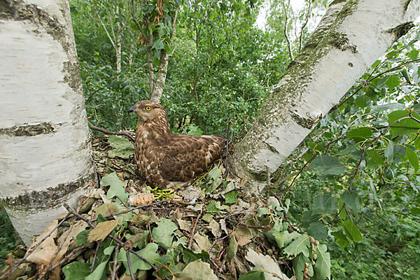 Wespenbussard (Pernis apivorus)