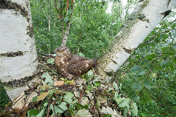 Wespenbussard (Pernis apivorus)