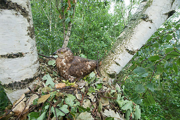 Wespenbussard (Pernis apivorus)