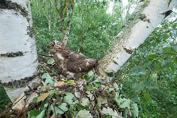 Wespenbussard (Pernis apivorus)