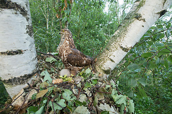 Wespenbussard (Pernis apivorus)