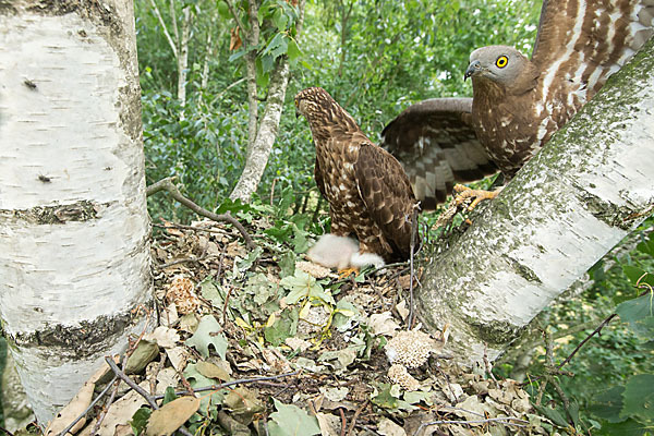 Wespenbussard (Pernis apivorus)