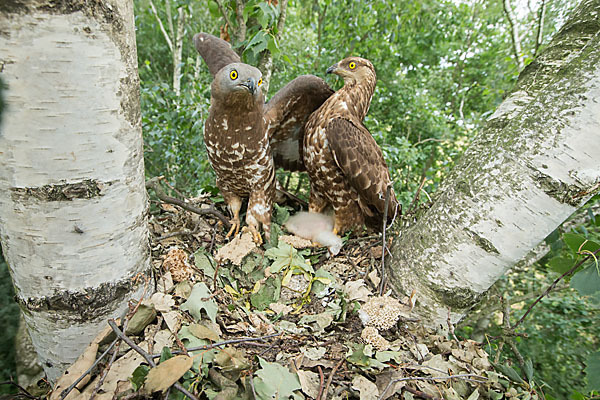 Wespenbussard (Pernis apivorus)