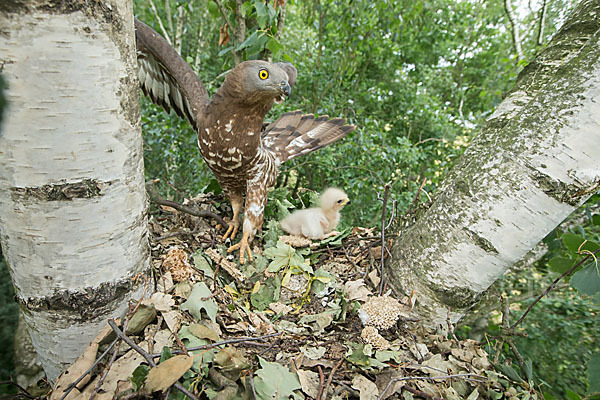 Wespenbussard (Pernis apivorus)