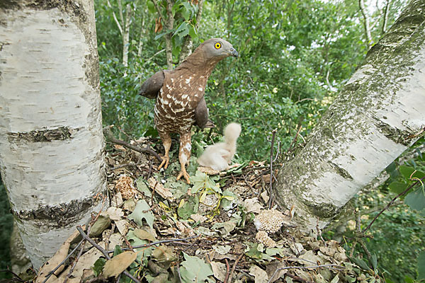 Wespenbussard (Pernis apivorus)