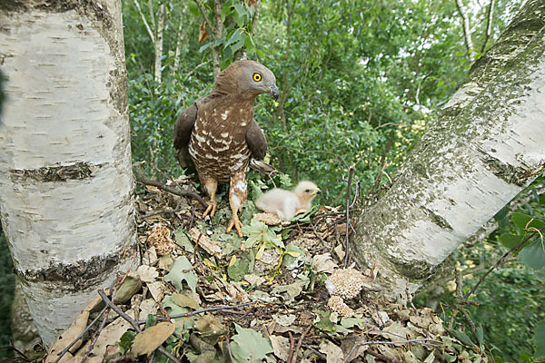 Wespenbussard (Pernis apivorus)