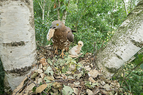 Wespenbussard (Pernis apivorus)