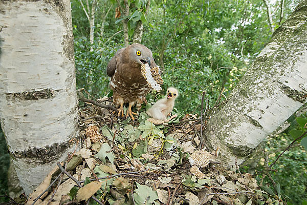 Wespenbussard (Pernis apivorus)