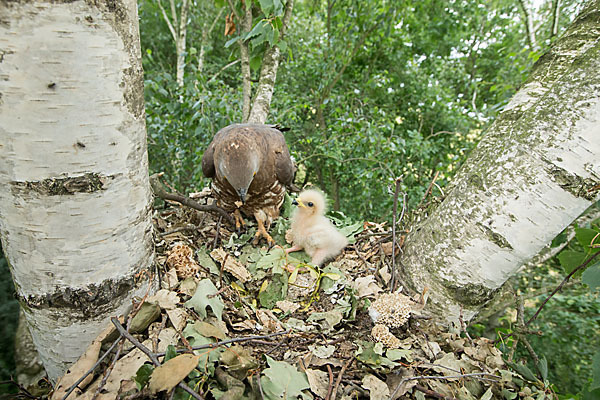 Wespenbussard (Pernis apivorus)