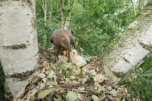 Wespenbussard (Pernis apivorus)