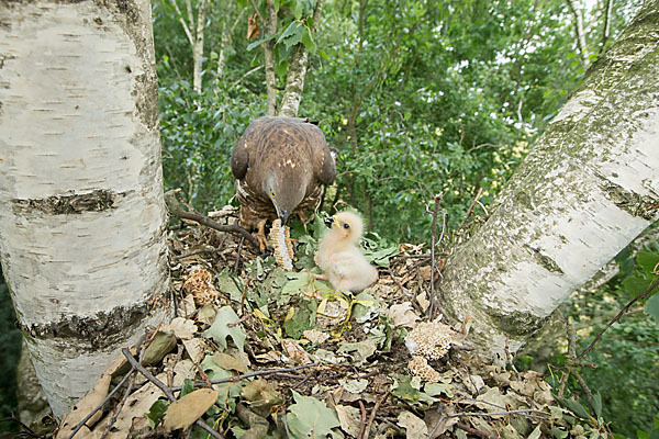 Wespenbussard (Pernis apivorus)