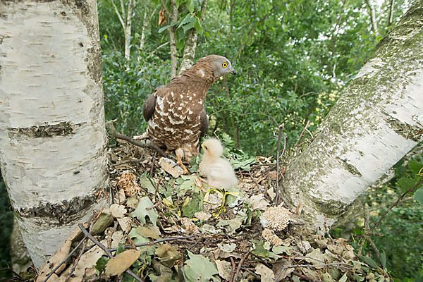 Wespenbussard (Pernis apivorus)