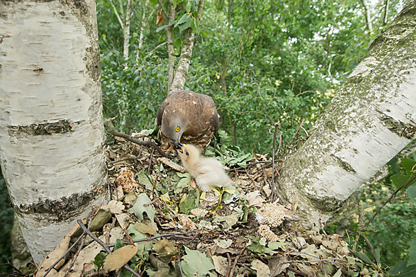 Wespenbussard (Pernis apivorus)