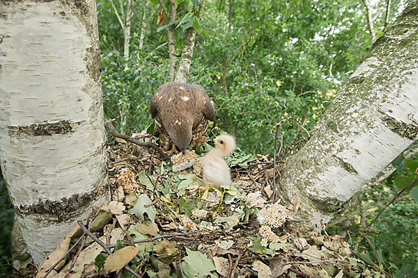 Wespenbussard (Pernis apivorus)