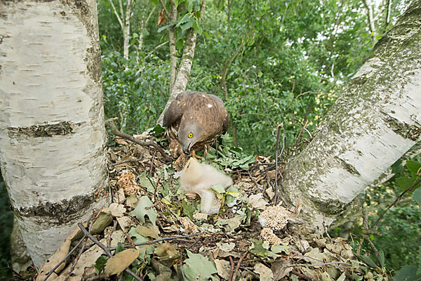 Wespenbussard (Pernis apivorus)