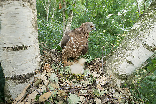 Wespenbussard (Pernis apivorus)