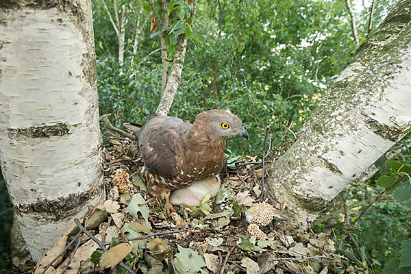 Wespenbussard (Pernis apivorus)