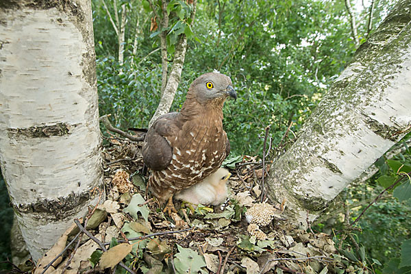 Wespenbussard (Pernis apivorus)