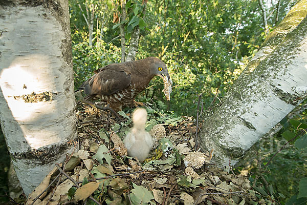 Wespenbussard (Pernis apivorus)