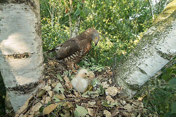 Wespenbussard (Pernis apivorus)