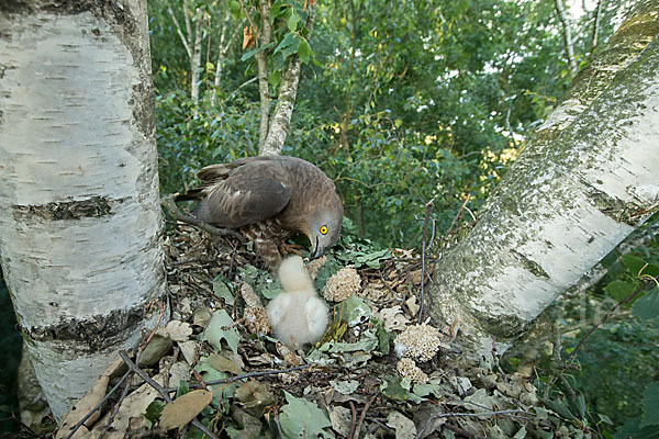 Wespenbussard (Pernis apivorus)