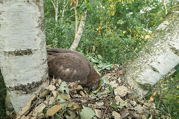 Wespenbussard (Pernis apivorus)