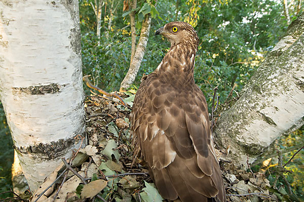 Wespenbussard (Pernis apivorus)