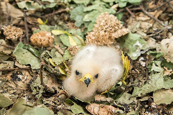 Wespenbussard (Pernis apivorus)